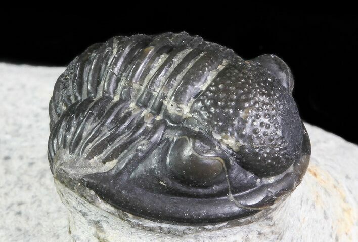Bargain, Gerastos Trilobite Fossil - Morocco #69111